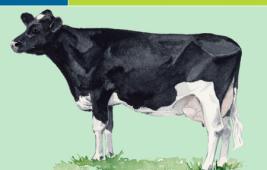 Pie Noire de Belgique