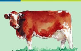 Pie Rouge de Belgique