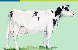 Frisonne Hollandaise