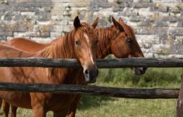 La reproduction et la sélection des équins