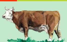 Simmental Italienne