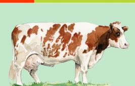 Mosane-Rhénane-Ysseloise