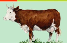 Pie Rouge Valdotaine