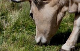 Le secteur bovin dans le monde