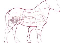 Les morceaux du cheval