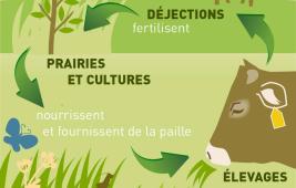 L'alimentation des herbivores : place de l’herbe et lien au sol