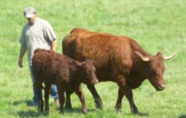 L'organisation de l'élevage bovin en France