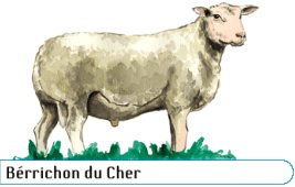 Berrichon du Cher