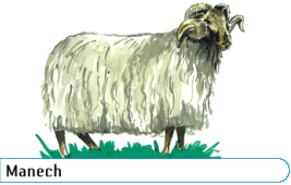 Manech