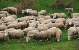 La rumination chez les ovins