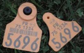 L'identification des bovins