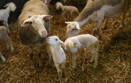 La reproduction des ovins