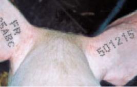 L'identification des porcins