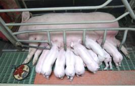 La reproduction et la sélection des porcins