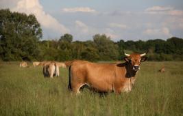 Comment réduire l'impact de l'élevage sur l'effet de serre ?