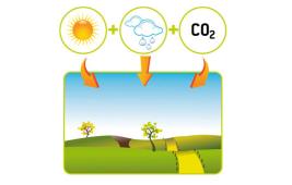 Le rôle des prairies : des puits de carbone