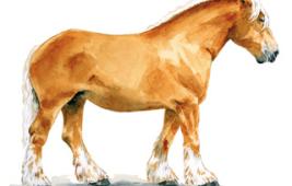 L'organisation de l'élevage équin en France