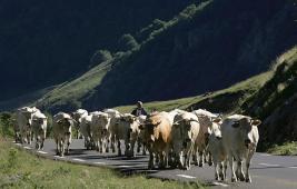 La transhumance : une tradition d'élevage adaptée au territoire
