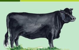 Aberdeen Angus