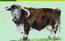 English Longhorn