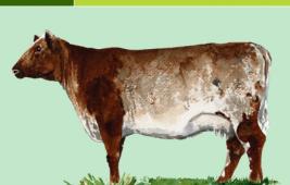 Shorthorn