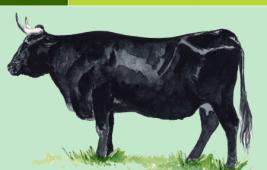 Avileña / Negra Iberica