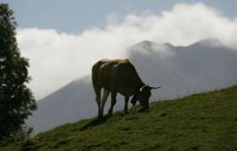 Viande et changement climatique