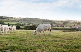 FAQ : élevage et environnement 
