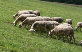 L'élevage herbivore et l'aménagement du territoire