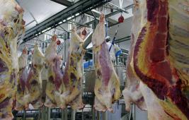 L'étourdissement et la saignée des animaux en abattoir