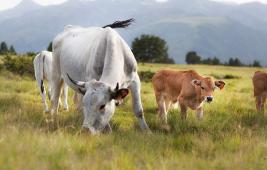La biodiversité et le rôle écologique des prairies