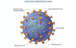 Etat des connaissances sur la maladie liée au virus de Schamllenberg à ce jour