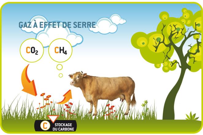 Rot des vaches, méthane et stockage de carbone