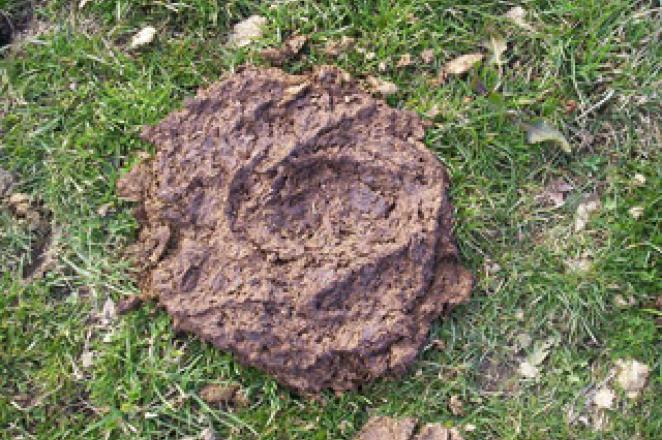 Les bouses : engrais naturels et écosystèmes