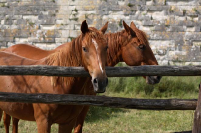 La reproduction et la sélection des équins