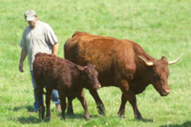 L'organisation de l'élevage bovin en France