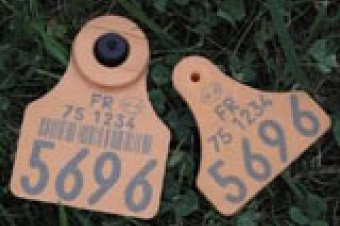 L'identification des bovins