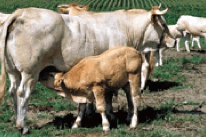 Comment sommes-nous protégés face à l'ESB ?