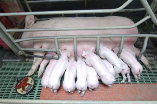 La reproduction et la sélection des porcins