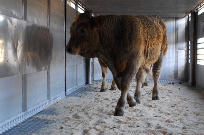 Le transport et le bien-être des animaux 