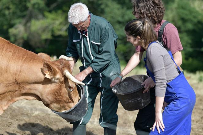 Stages de troisième et de seconde : découvrez les opportunités dans la filière élevage et viandes