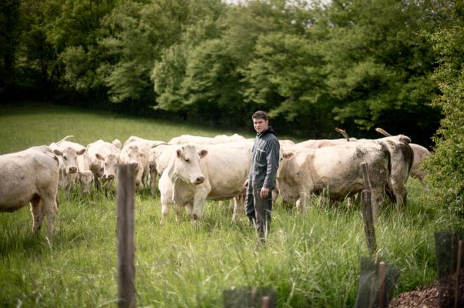 L'organisation de l'élevage bovin en France