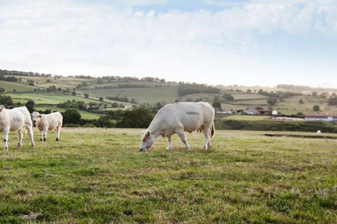 FAQ : élevage et environnement 