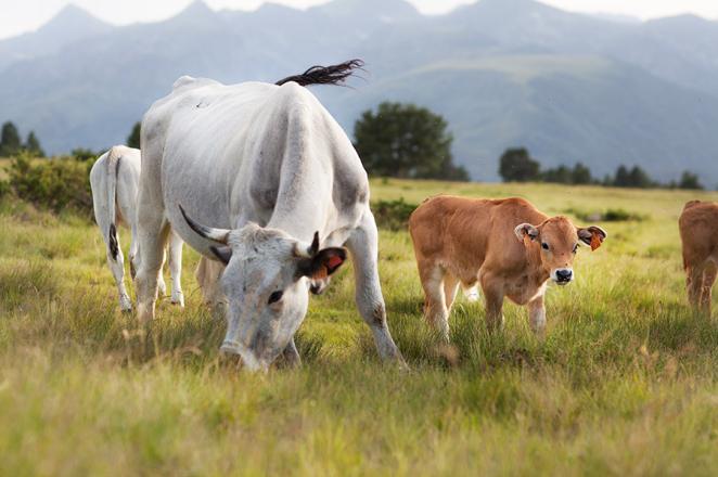 La biodiversité et le rôle écologique des prairies