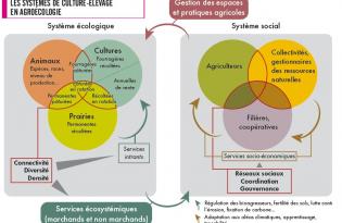 Les systèmes de culture-élevage en agroécologie