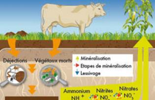 Fertilité des sols et déjections animales