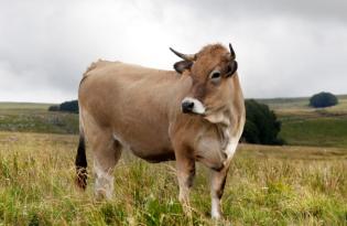 Les races bovines