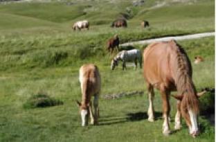 Le cheptel et la production de la viande chevaline