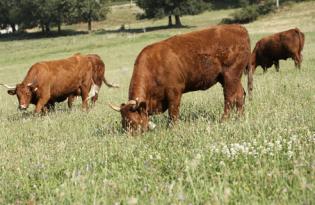 Chiffres clés de la viande bovine