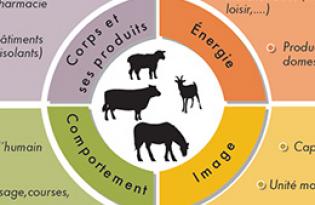 Des élevages pour de multiples usages